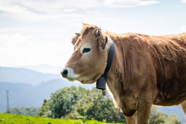 Toros y vacas que viven en libertad en las montañas