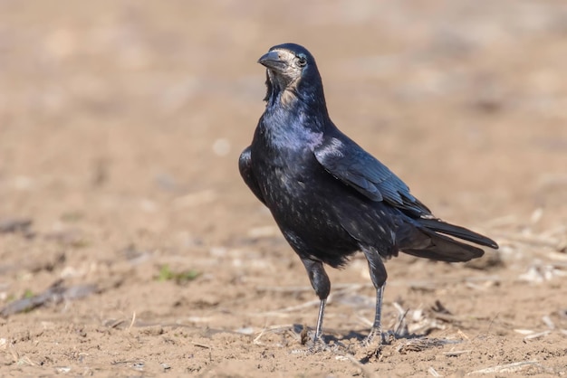 Torre en el campo (Corvus frugilegus)