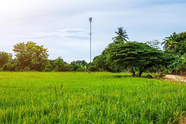Torre da antena do receptor da estação móvel e árvore com grama verde do campo com campo de milho na colheita da agricultura do país da Ásia com nuvens fofas fundo da luz do dia do céu azul