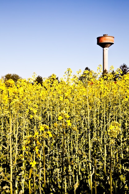 Torre de água em um campo de flores amarelas durante a primavera