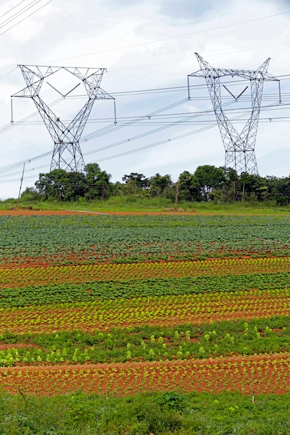 Torre de transmissão de energia na área de horticultura