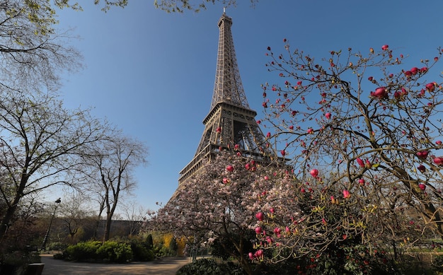 Torre Eiffel e árvore de manolia florescendo fecham Paris França