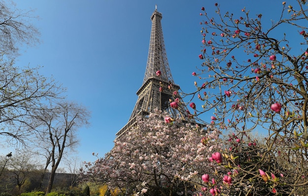 La Torre Eiffel y el floreciente árbol manolia cerca de París Francia