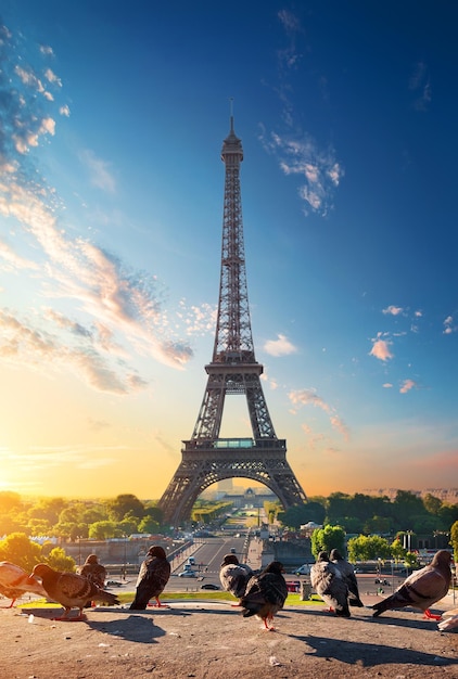 Torre Eiffel y palomas al amanecer en París, Francia