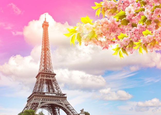 La Torre Eiffel París el cielo al atardecer el cerezo de primavera en flor