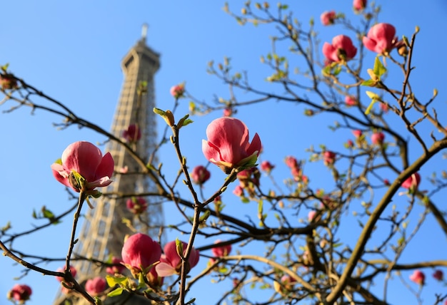 Torre Eiffel en primavera, París, Francia