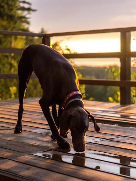 Foto la torre fue el perro y el amo