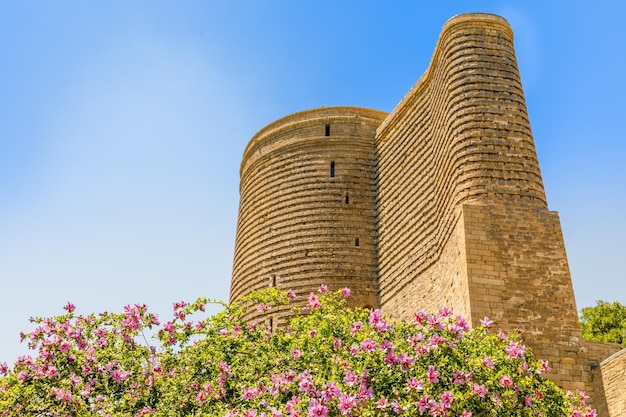 Torre medieval de Giz Galasi con árbol de flores en el primer plano del casco antiguo de Bakú, Azerbaiyán