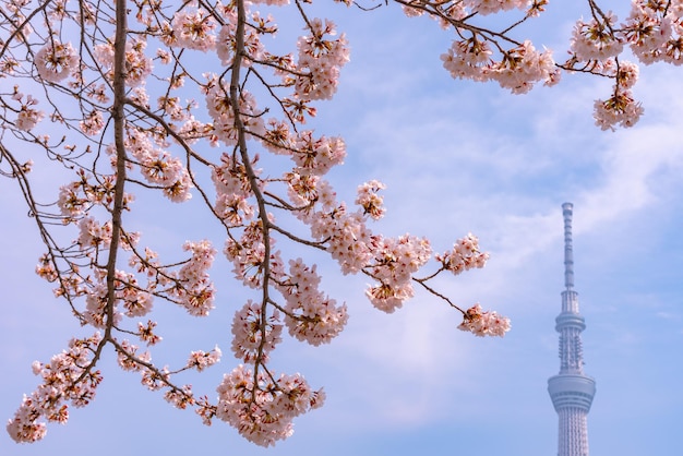 Torre Skytree de Tokio con flores de cerezo en plena floración en el Parque Sumida