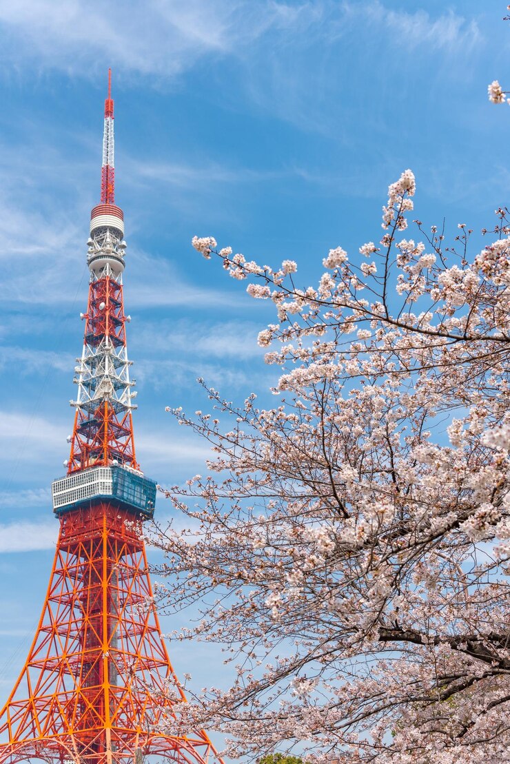 Torre de Tokio y Sakura Cherry Blossom en primavera en Tokio Japón