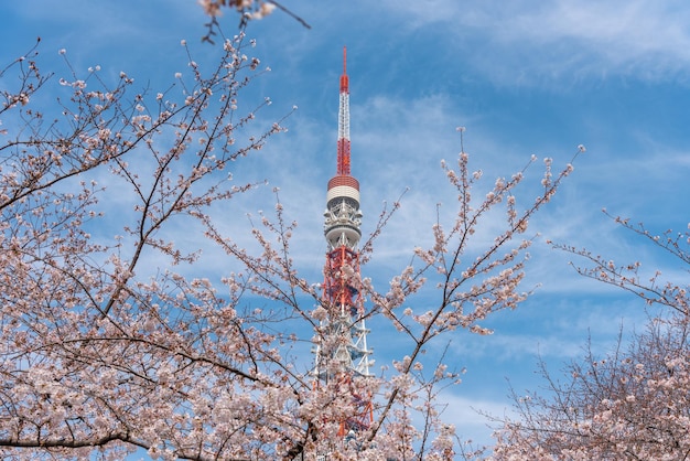 Torre de Tokio y Sakura Cherry Blossom en primavera en Tokio Japón