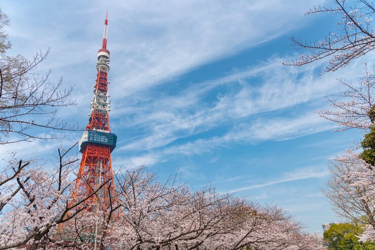 Torre de Tokio y Sakura Cherry Blossom en primavera en Tokio Japón