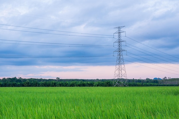 Torre de transmisión eléctrica con campo de arroz.