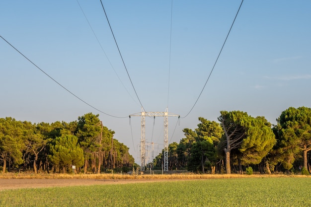 Torre de transmisión de electricidad. Bajo un cielo azul, cables de aire sostienen líneas eléctricas de alto voltaje en un campo de maíz.