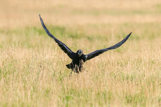 Torre en vuelo (Corvus frugilegus)