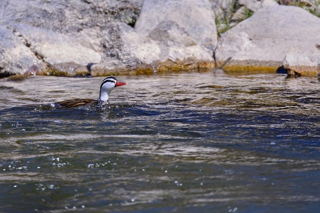 Torrent Duck Merganetta armata