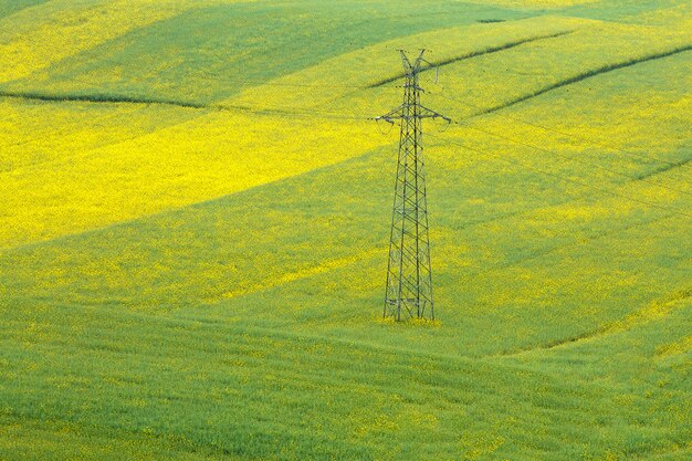 Torres de alta tensión en el campo de las flores de mostaza.