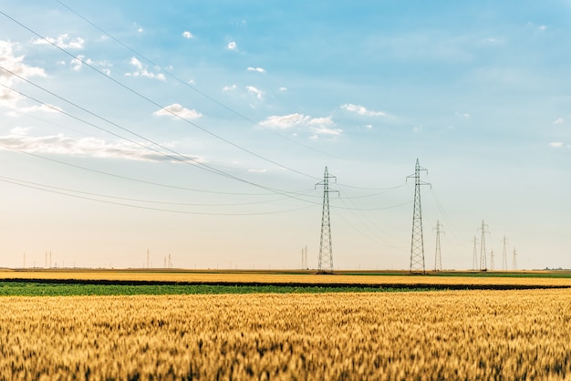 Torres de energía en el campo de trigo