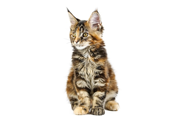 Tortoiseshell Maine coon gatito, aislado. Lindo gato mainecoon en blanco