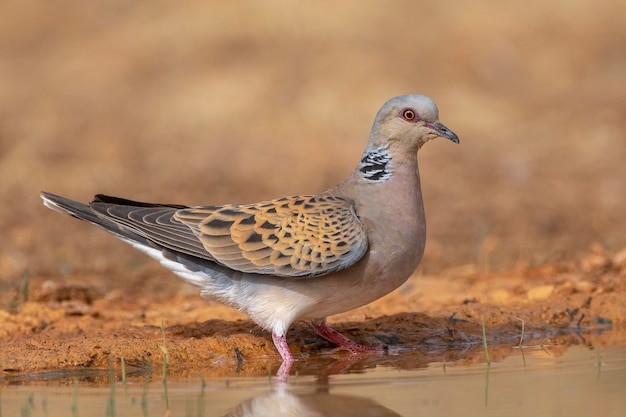 Tórtola europea Streptopelia turtur Toledo España