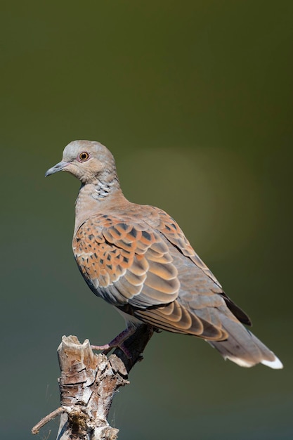 Tórtola europea Streptopelia turtur Toledo España