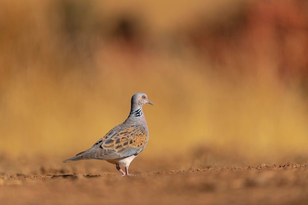 Tórtola europea (Streptopelia turtur) Toledo, España