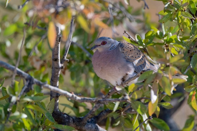 Tórtola europea Streptopelia turtur Toledo España