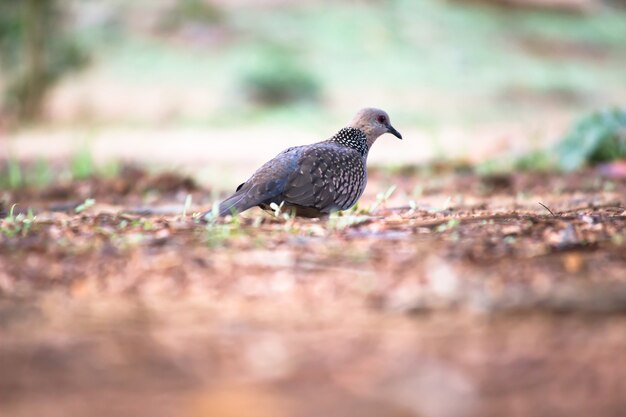 La tórtola oriental o tórtola rufa es un miembro de la familia de aves Columbidae.