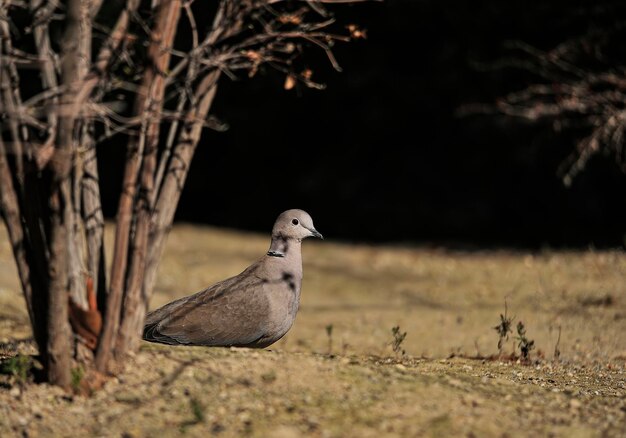 Tortola turca oder Streptopelia decaocto - Ave de la Familia columbiforme.