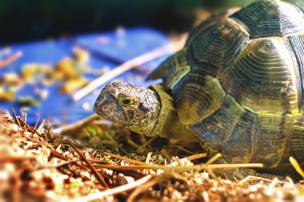 Tortuga en un acuario sacó la cabeza del caparazón