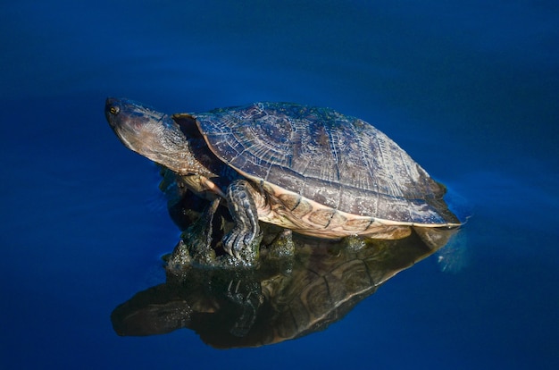 Tortuga acuática en un estanque en la República Dominicana