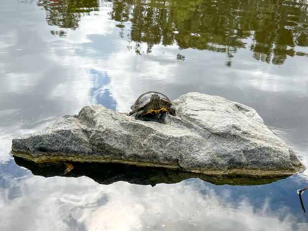 Tortuga acuática sentada en una roca disfrutando del sol de la mañana en un estanque de agua dulce