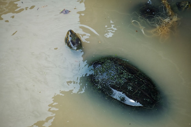 Tortuga de agua dulce está nadando en el río.