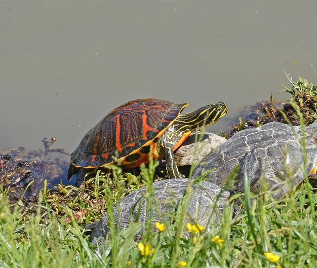 Foto tortuga de agua exótica en el estanque