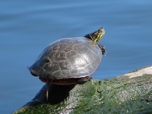 Tortuga en el agua