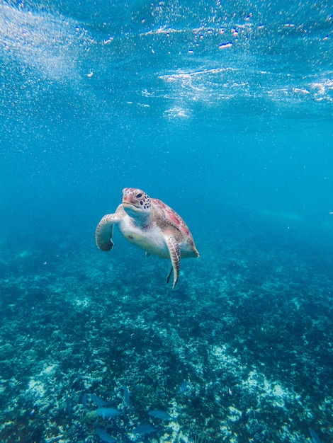 Tortuga en el agua