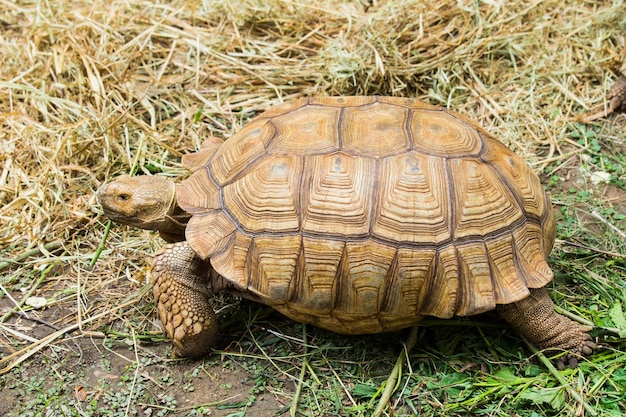 Foto tortuga alargada - indotestudo elongata