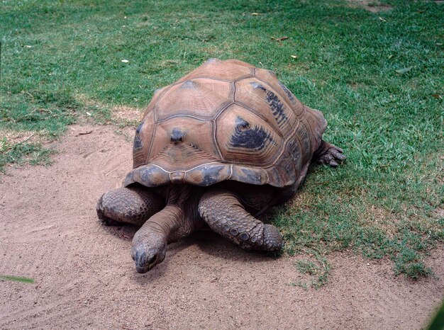 Tortuga Aldabra Aldabrachelys gigantea sobre hierba verde con arena