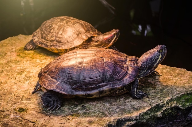 Tortuga amazónica en el bosque tropical salvaje