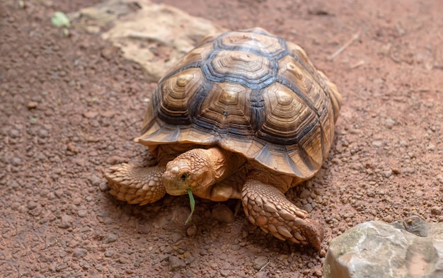 Tortuga de arena gigante comiendo pasto verde