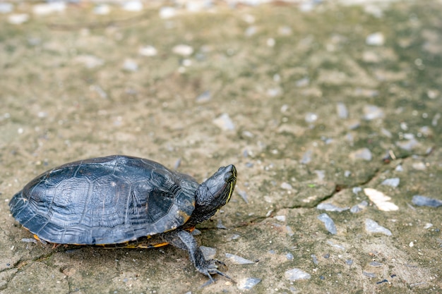 Tortuga arrastrándose en el camino de cemento