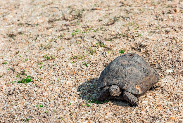 Tortuga asiática esteparia