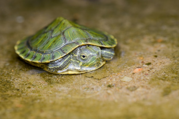 Tortuga bebé en agua