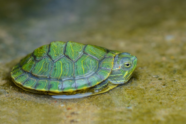 Tortuga bebé en agua