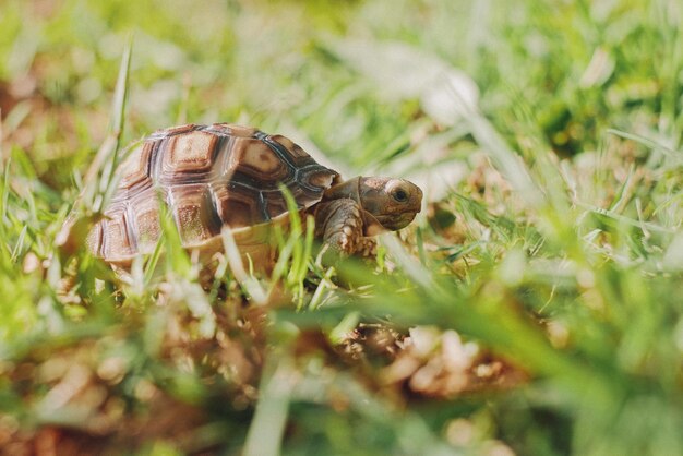 Foto la tortuga bebé caminando de cerca