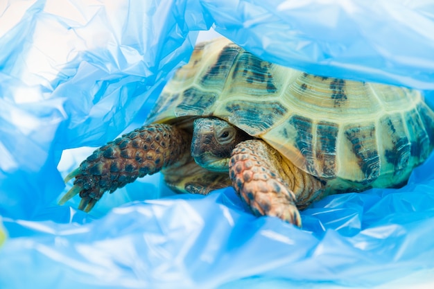 Foto tortuga en bolsa de plástico azul