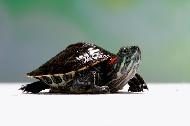 Tortuga brasileña de cara divertida, linda tortuga brasileña pequeña, tortuga brasileña de cara de primer plano