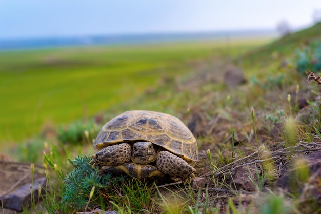 Tortuga caminando en la hierba al atardecer