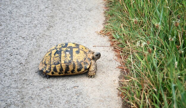 Tortuga en el camino de asfalto que va a la hierba