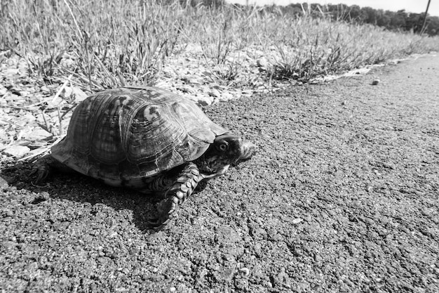 Foto tortuga en un campo